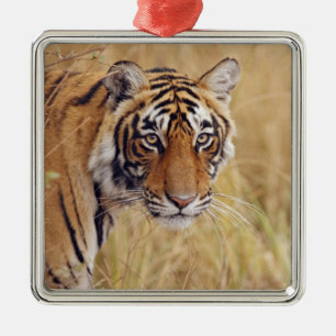 Adorno Metálico Tigre de Bengala Real