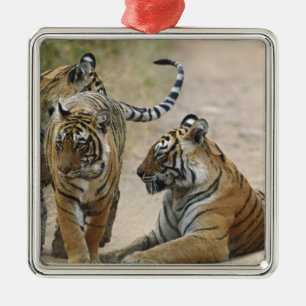 Adorno Metálico Tigre de Bengala Real y crías, Ranthambhor