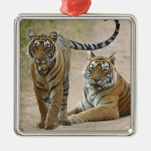Adorno Metálico Tigre de Bengala Real y joven, Ranthambhor