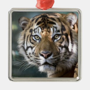 Adorno Metálico Tigre de Sumatra macho (Panthera tigris sumatrae)