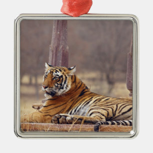 Adorno Metálico Tigre real de Bengala en el ceaf,