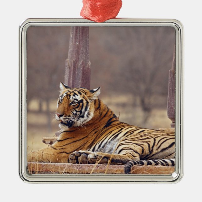 Adorno Metálico Tigre real de Bengala en el ceaf, (Frente)