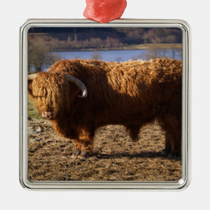 Adorno Metálico Toro de ganado de las Tierras Altas, Escocia
