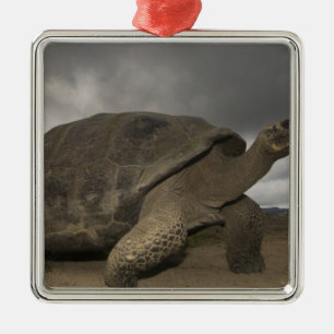 Adorno Metálico Tortuga gigante de Galápagos Geochelone