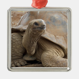 Adorno Metálico Tortuga terrestre de Seychelle Aldabra