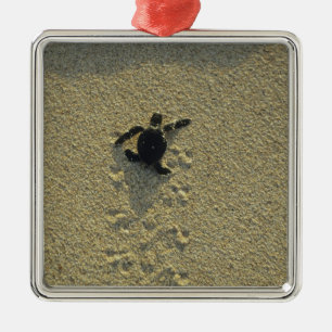 Adorno Metálico Tortuga verde (Chelonia mydas), incubadora