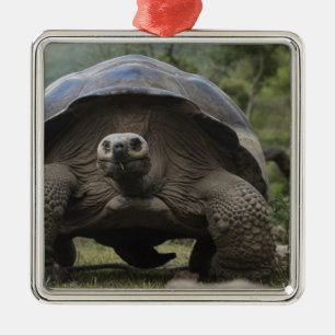 Adorno Metálico Tortugas Gigantes de Galapagos Geochelone