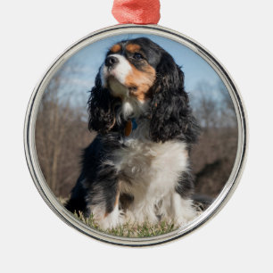 Adorno Metálico Tri Color Cavalier King Charles Spaniel
