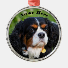 Tri Color Cavalier King Charles Spaniel Dog