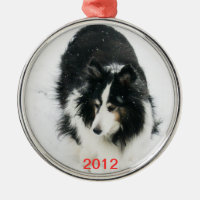 Tri Sheltie en plantilla de la nieve