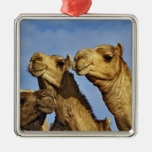 Adorno Metálico Trío de camellos, mercado de camellos, El Cairo, E