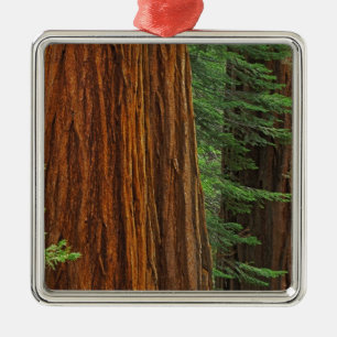 Adorno Metálico troncos de secuoya gigante en el bosque, Yosemite