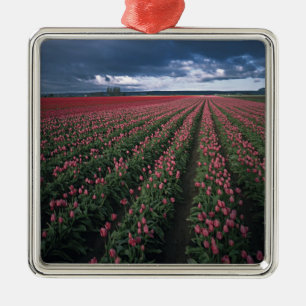 Adorno Metálico Tulipanes brillantes rosados y rojos brillan bajo 