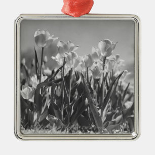Adorno Metálico Tulipanes en la floración