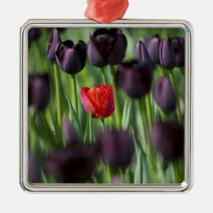 Adorno Metálico Tulipanes en los jardines de Keukenhof, Ámsterdam,