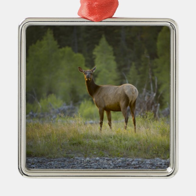 Adorno Metálico Un alce femenino se coloca de mirada de la cámara (Frente)
