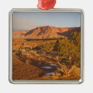 Adorno Metálico Un árbol de enebro de Utah Juniperus osteosperma)