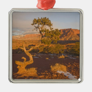 Adorno Metálico Un árbol de enebro de Utah Juniperus osteosperma)
