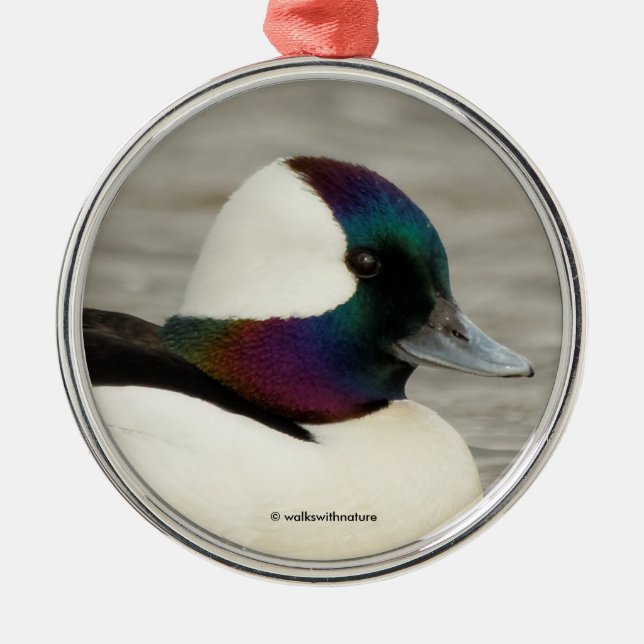 Adorno Metálico Un Bufflehead Curioso (Frente)
