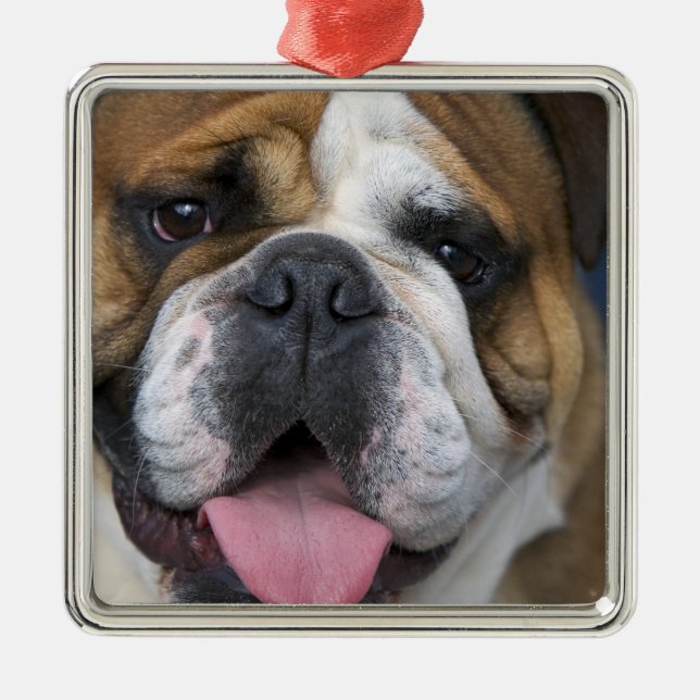 Adorno Metálico Un bulldog inglés en Bélgica. (Frente)