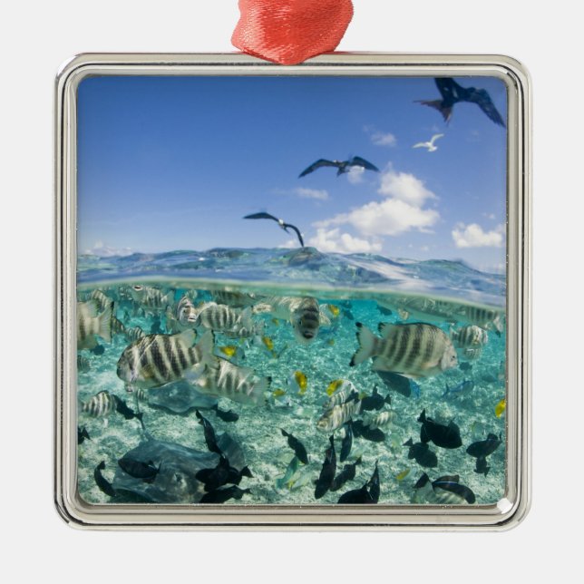 Adorno Metálico Un viaje en safari por la laguna con Stingrays (Frente)