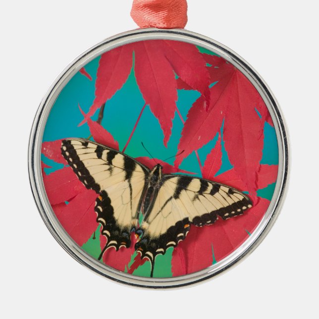 Adorno Metálico Una mariposa de cola cruda de tigre canadiense (Frente)