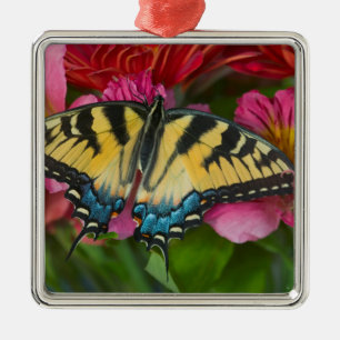 Adorno Metálico Una Mariposa Swallowtail Tigre