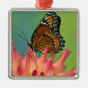 Adorno Metálico Una mariposa virrey en una Zinnia
