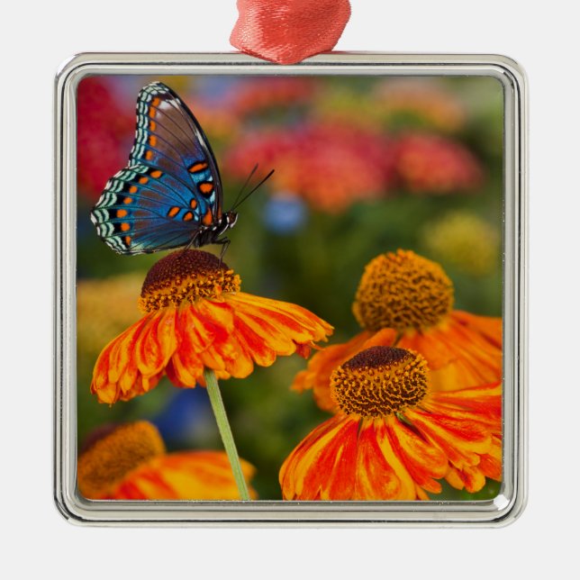 Adorno Metálico Una Spicebush Swallowtail, Papilio troilus (Frente)