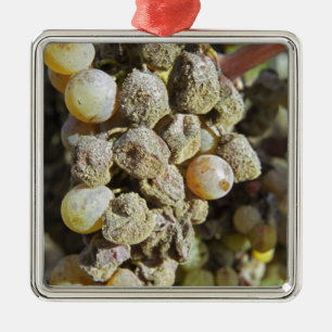Adorno Metálico Uvas Semillon con podredumbre noble en el momento 