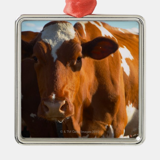 Adorno Metálico Vacas en granja (Frente)