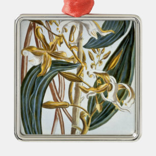 Adorno Metálico Vainas de la vainilla, placa 65, de la 'colección