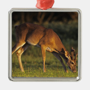 Adorno Metálico Venado de cola blanca, Odocoileus virginianus