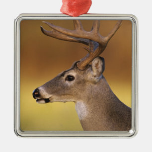 Adorno Metálico Venado de cola blanca, Odocoileus virginianus,