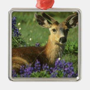 Adorno Metálico Venado de cola negra, Odocoileus hemionus