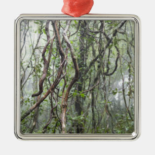 Adorno Metálico vid y ramas torcidas en selva tropical