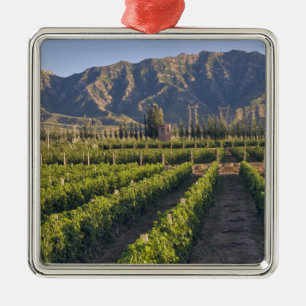Adorno Metálico vides de Cabernet Sauvignon en Huailai Rongchen