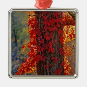 Adorno Metálico Virginia Creeper de rojo brillante en otoño en