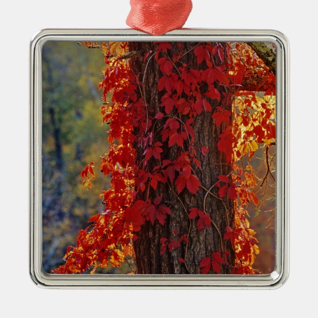 Adorno Metálico Virginia Creeper de rojo brillante en otoño en (Frente)