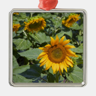 Adorno Metálico WA, Condado de Kittitas, Campo de Girasoles