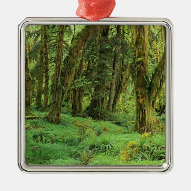 Adorno Metálico WA, policía olímpica, bosque de lluvia Quinault, m (Frente)