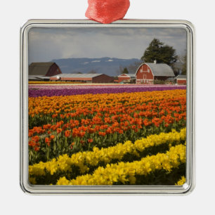 Adorno Metálico WA, Valle de Skagit, Campos de tulipanes en flor,