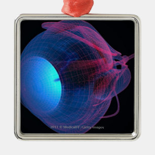 Adorno Metálico Wireframe de los músculos del ojo