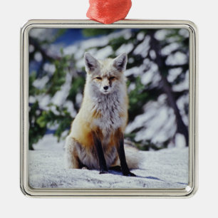 Adorno Metálico Zorro rojo sentado en un banco de nieve, Vulpes, M