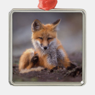 Adorno Metálico zorro rojo, Vulpes vulpes, cachorro rascándose,