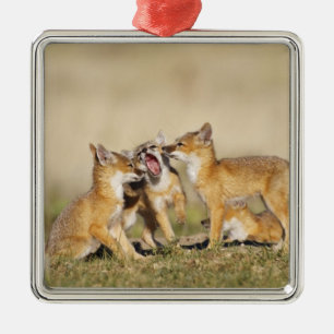 Adorno Metálico Zorro veloz (Vulpes macrotis) joven en madriguera,