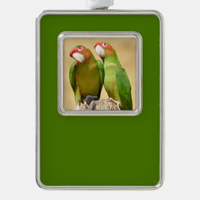 Adorno Mitred Parakeet en madera post Postcard Square Sti (Anverso)