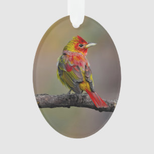 Adorno Moldura de Tanager de escarlata - Fotografía origi
