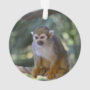 Adorno Mono de ardilla inquisitivo