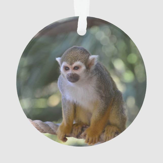 Adorno Mono de ardilla inquisitivo (Reverso)